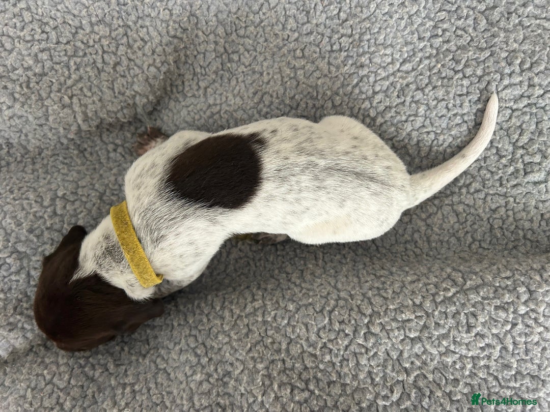 German Shorthaired Pointer dogs for sale: Pure GSP Puppies For Sale - Image 4