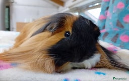 Guinea Pig rodents for sale: Baby Boars Different Breeds/Young Adult Sheltie in Swadlincote - Image 1