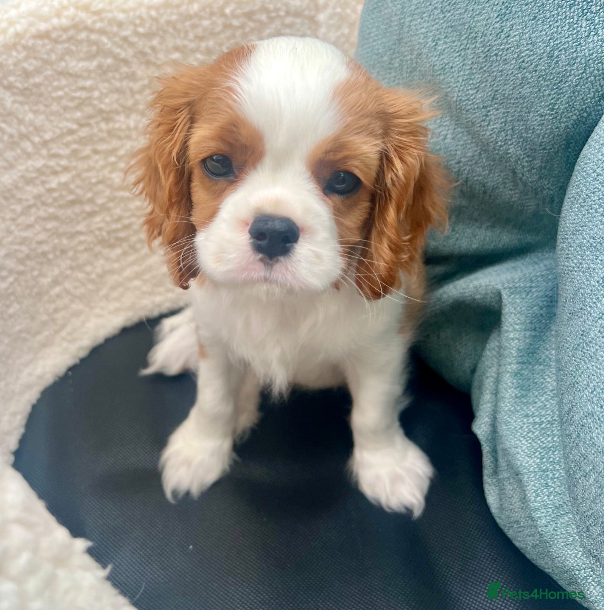 Cavalier King Charles Spaniel dogs Kc Reg, fully health tested CKCS licensed breeder - Advert 1
