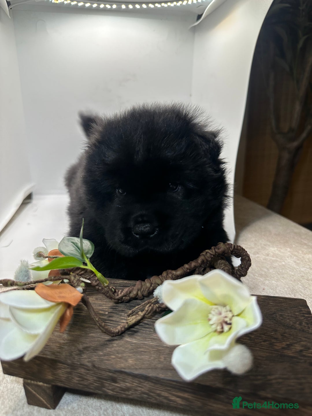 Chow Chow dogs for sale: Merle chow chow  - Advert 1