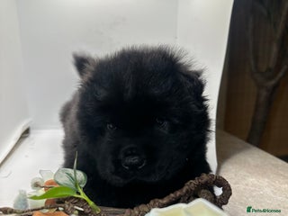 Chow Chow dogs Merle chow chow - Advert 6