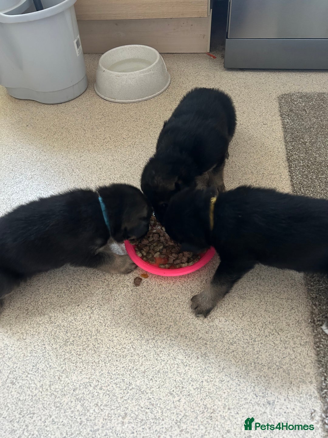 German Shepherd dogs for sale: 4 beautiful female German shepherd pups  - Image 10