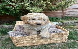 Cockapoo dogs for sale: Cockapoo Puppies 🩷🩷 - Image 5
