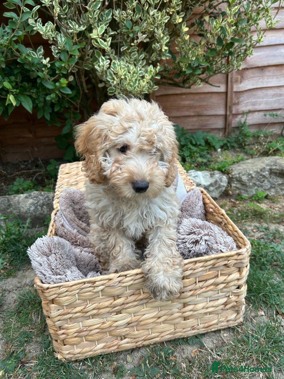 Cockapoo dogs for sale: Cockapoo Puppies 🩷🩷 - Image 5