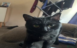British Shorthair cats for sale: Full black cat  - Image 1