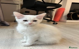 Turkish Angora cats for sale: cute white kittens - Image 6