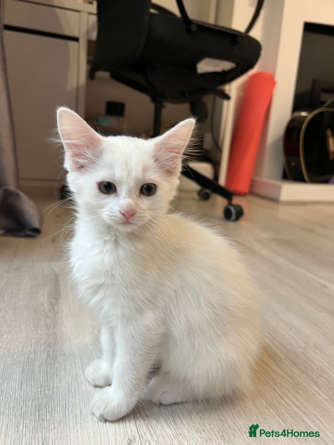 Turkish Angora cats for sale: cute white kittens - Image 6