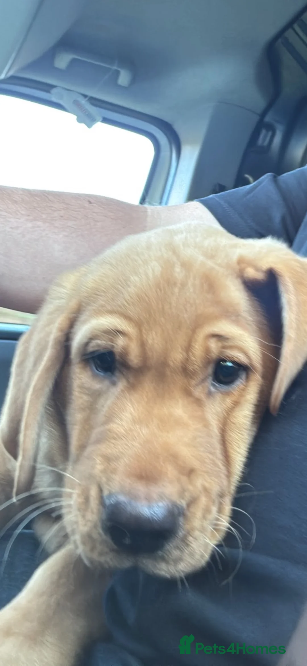 Labrador Retriever dogs for sale: Gorgeous Labrador boy pup looking for forever  - Advert 2