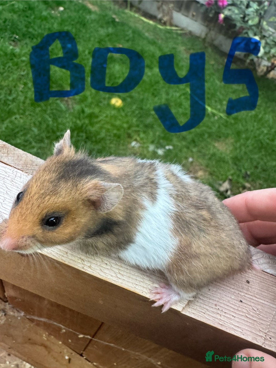 Hamster rodents for sale: Baby syrian hamsters males and females - Image 10