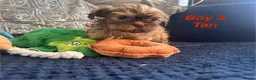 Shih Tzu dogs for sale: 6 beautiful shih tzu puppies for sale  - Advert 9