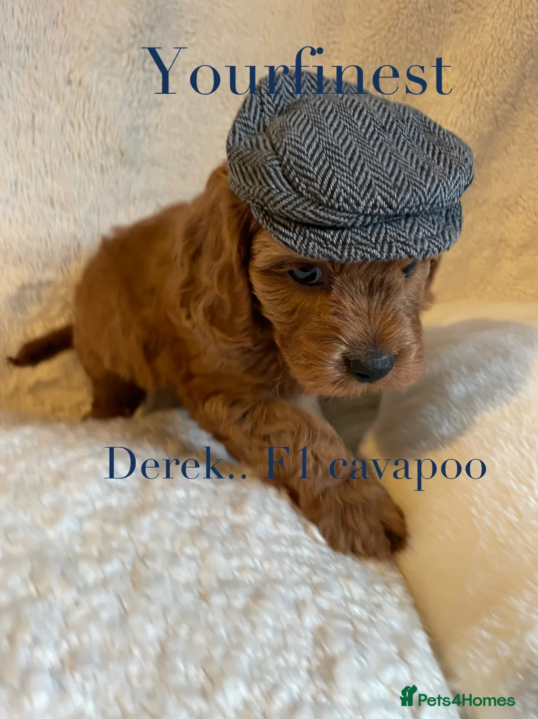 Cavapoo dogs for sale: Perfect F1 Cavapoos ⭐️🩵⭐️🩵⭐️🩵⭐️ in West Malling - Advert 6