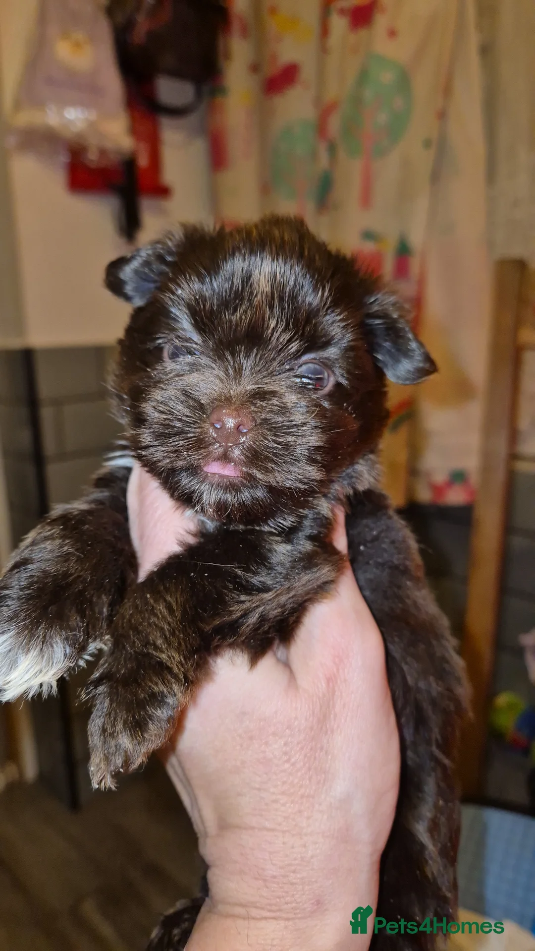 Yorkshire Terrier dogs for sale: REDUCED LAST 2 BOYS  - Advert 7