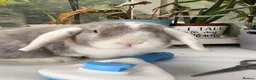 Mini Lop rabbits for sale: 2 rabbits  in Hook - Advert 2