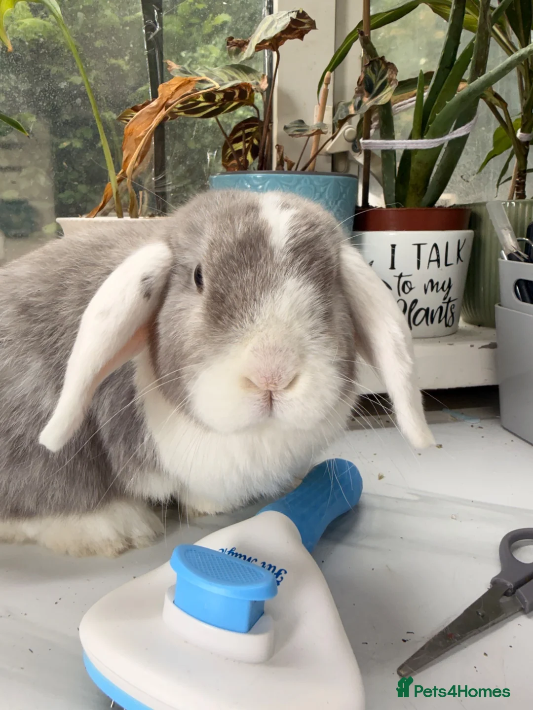 Mini Lop rabbits for sale: 2 rabbits  in Hook - Advert 2