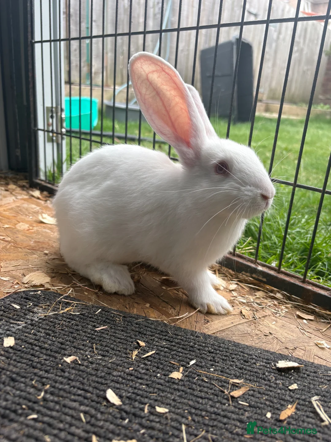 New Zealand rabbits for sale: NewZealand whites  - Advert 1