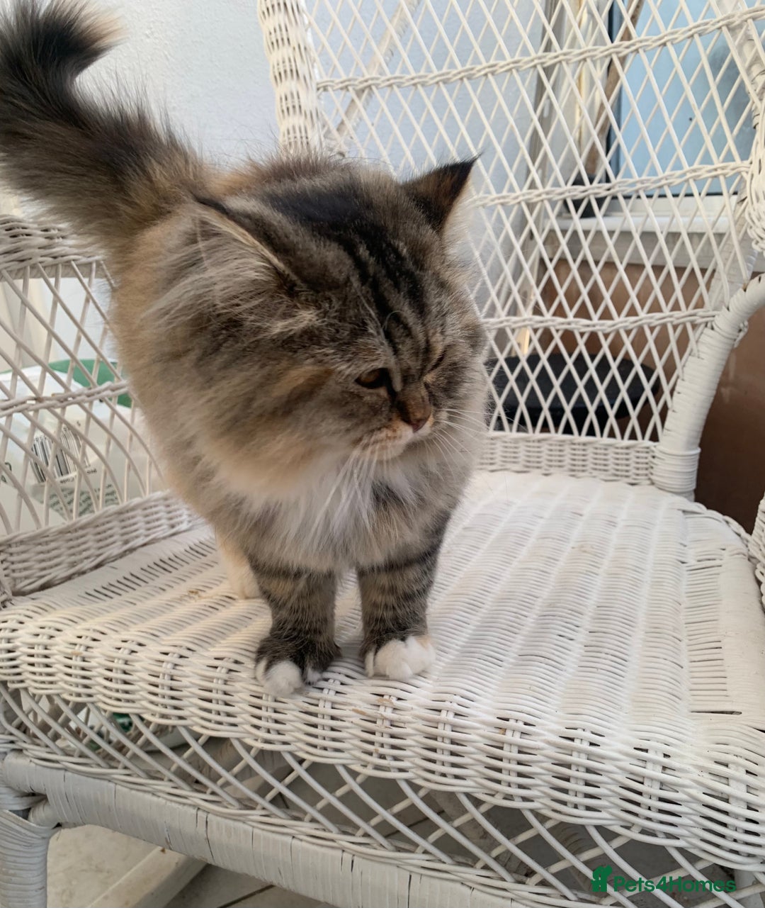 Persian cats for sale: 1 gorgeous Persian kit - Advert 3