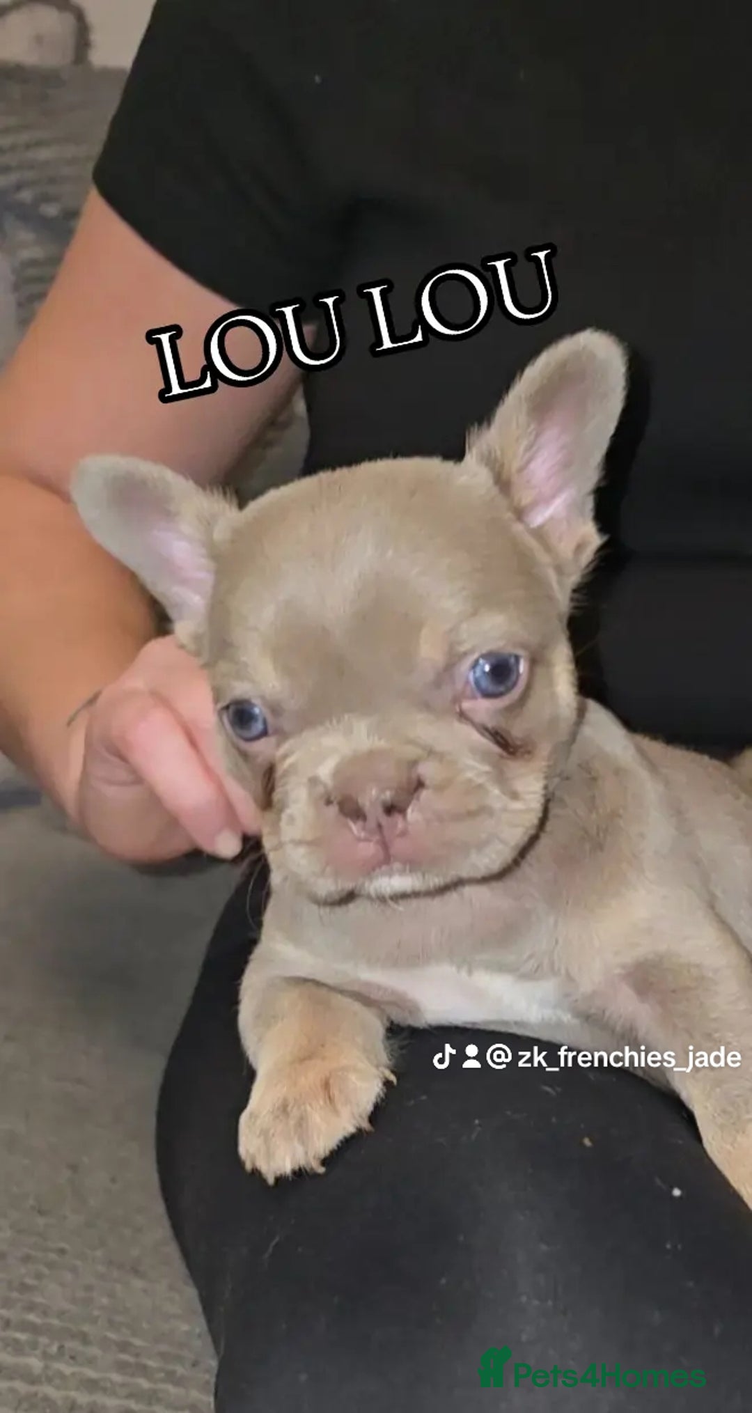 French Bulldog dogs for sale: Quality fluffy kc registered French bulldogs  - Advert 8