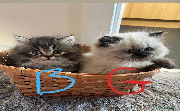 Perdoll cats Ragdoll/Persian perdoll kittens - Advert 1