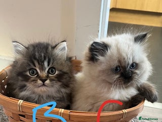 Perdoll cats Ragdoll/Persian perdoll kittens - Advert 2