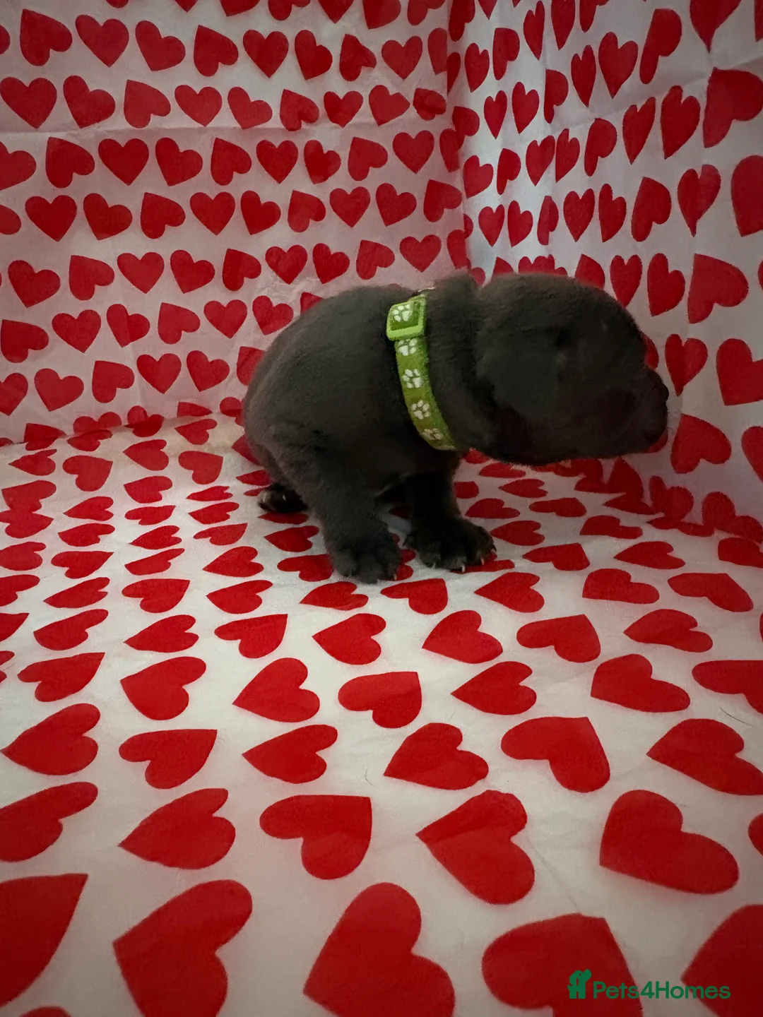 Staffordshire Bull Terrier dogs for sale: Blue staffy puppies, kent - Advert 5