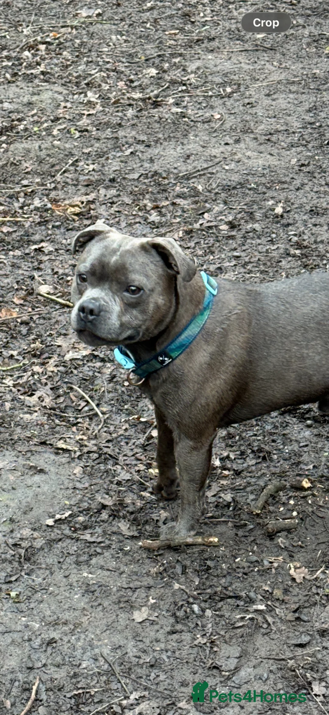 Staffordshire Bull Terrier dogs for stud: Jaxon Blue Staffy available for Stud in Ellesmere Port - Advert 3