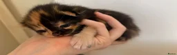 Mixed Breed cats for sale: fluffy kittens for sale!💗💗 - Advert 6