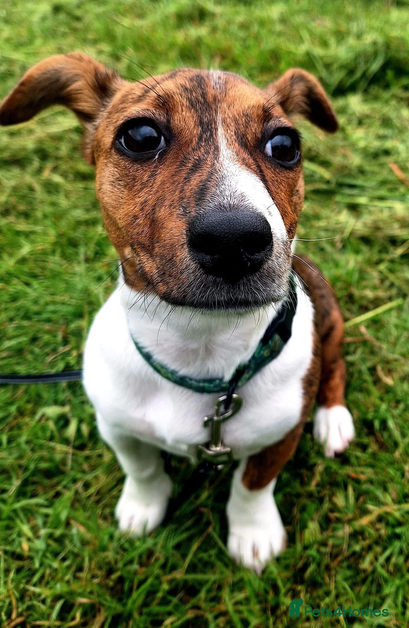 Jack Russell dogs Jack Russell Female 6 Month - Advert 2