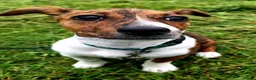 Jack Russell dogs for sale: Jack Russell Female 6 Month in Carlisle - Advert 1