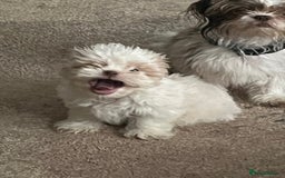 Shih Tzu dogs for sale: Beautiful shihtzu puppies  - Image 11