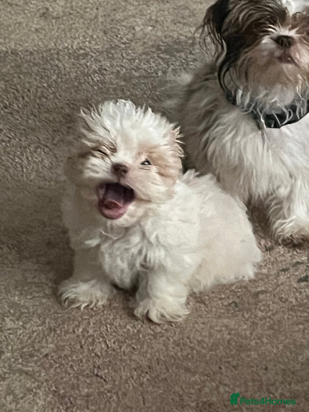 Shih Tzu dogs for sale: Beautiful shihtzu puppies  - Image 11