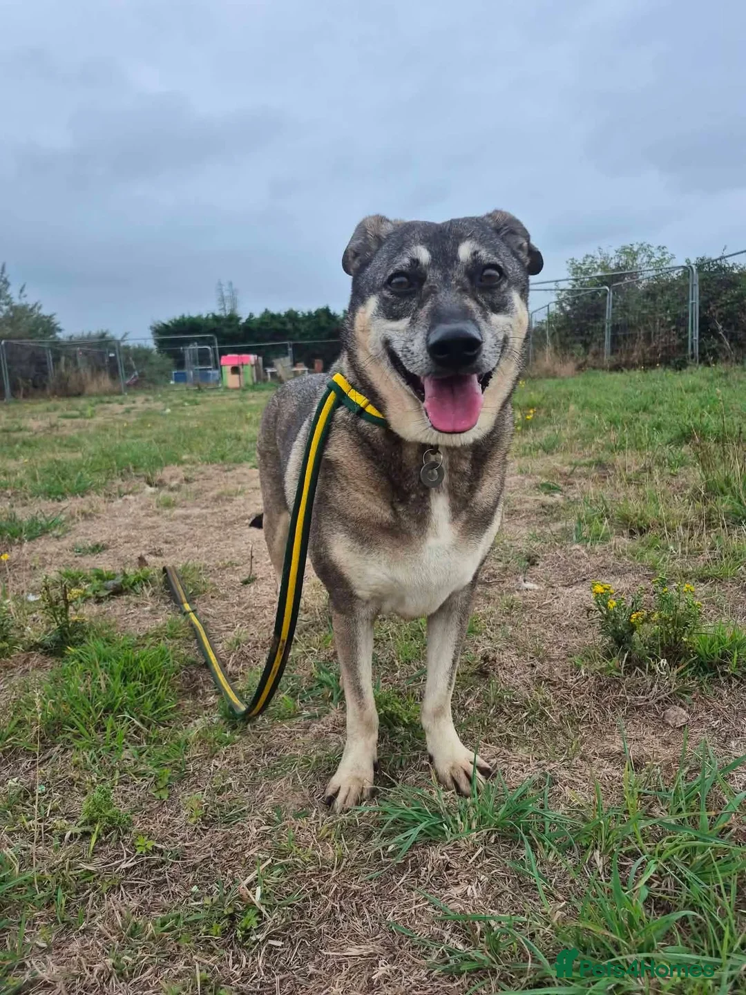Mixed Breed dogs for adoption: Percy - Norwich Norfolk  - Advert 13