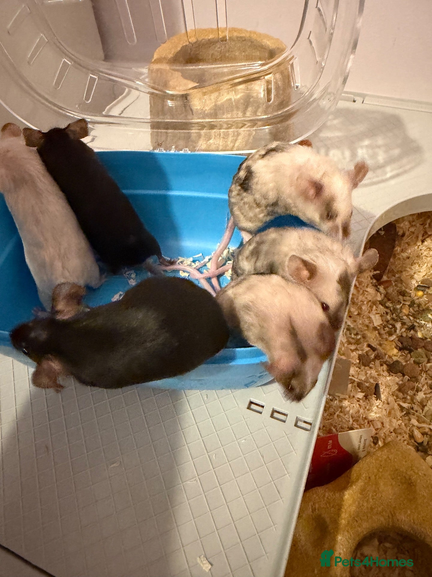 Mouse rodents 6 female fancy mice  - Advert 18