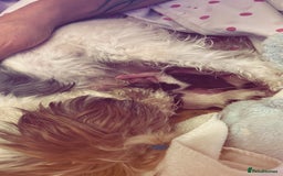 Biewer Terrier dogs for sale: Biewer terrier male puppies for sale - Image 11