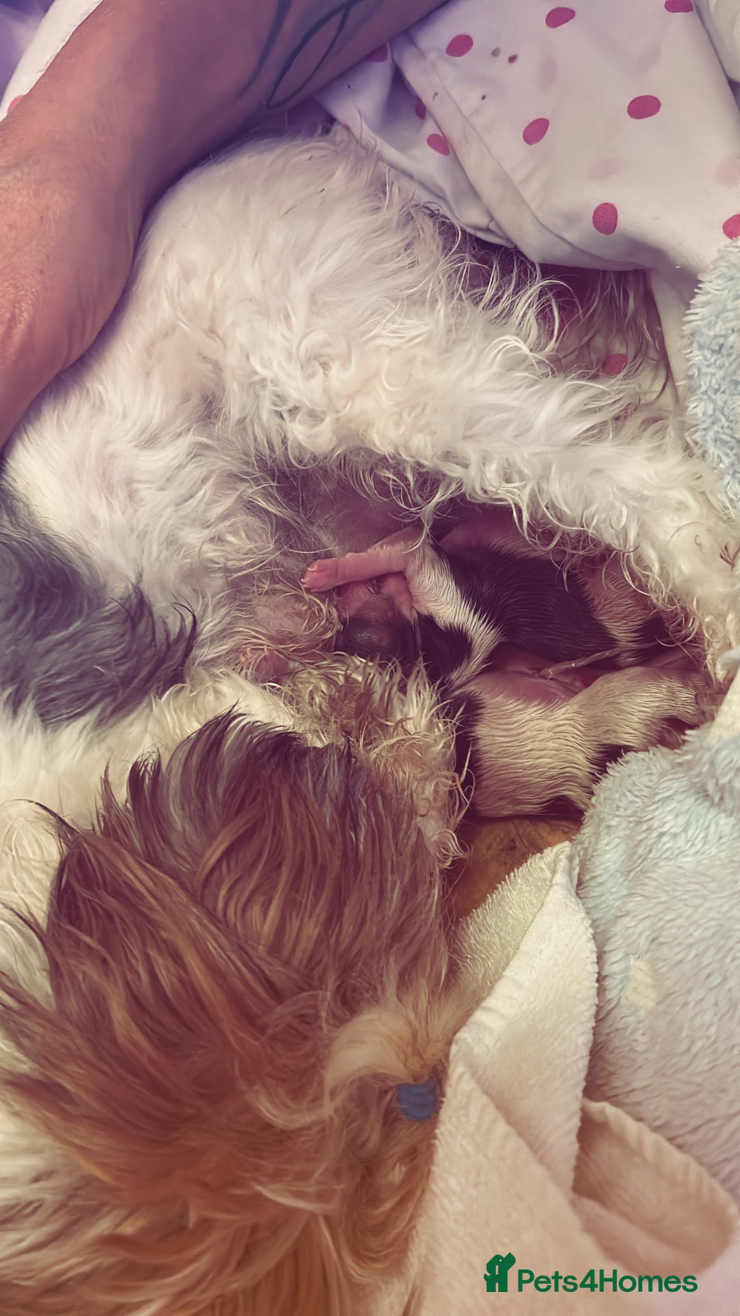 Biewer Terrier dogs for sale: Biewer terrier male puppies for sale - Image 11