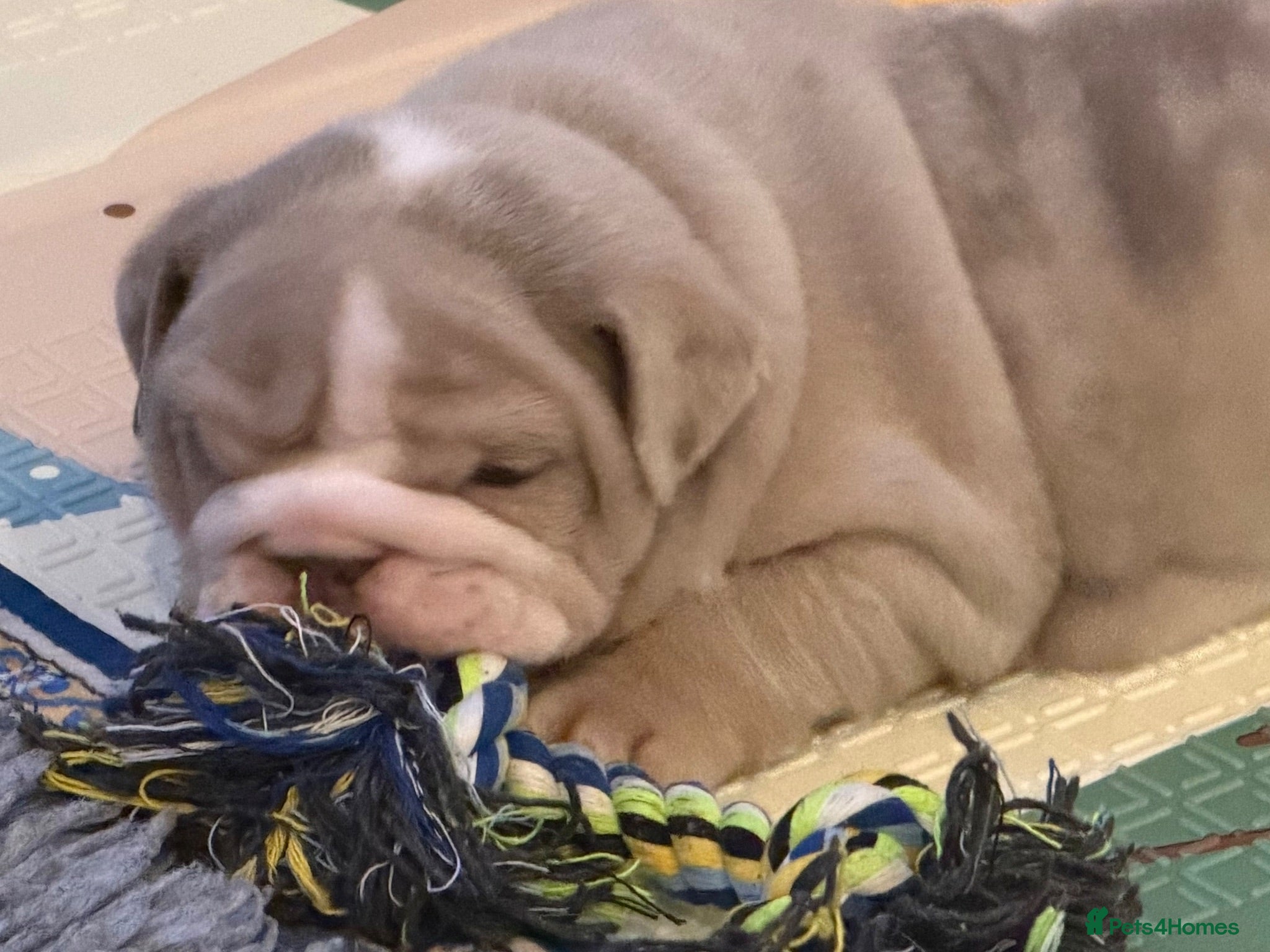 English Bulldog dogs Kc reg Incredible litter health tested Parents  - Advert 1