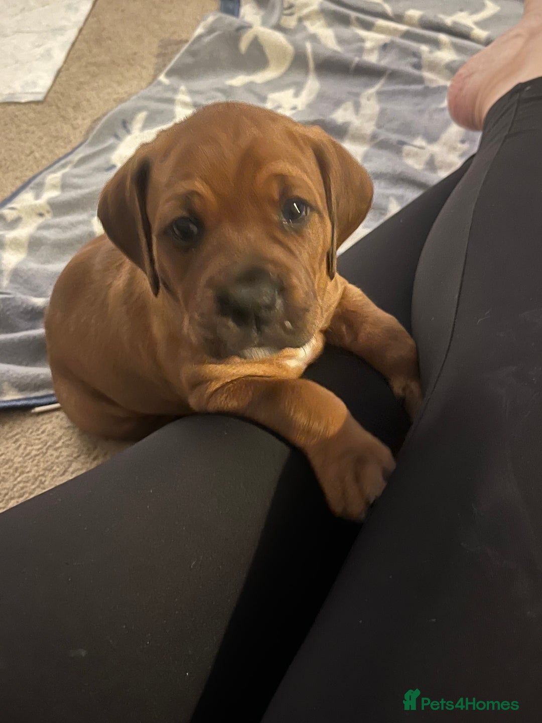 Mixed Breed dogs for sale: Boxsla (Boxer/Vizsla)  - Image 26