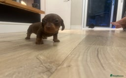 Miniature Dachshund dogs for sale: Last boy KC REG PRA CLEAR - Image 20