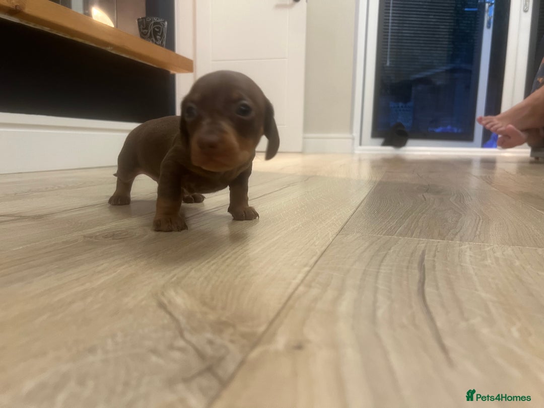 Miniature Dachshund dogs for sale: Last boy KC REG PRA CLEAR - Image 20