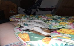 Mixed Breed dogs for sale: Bruno - Needs a New, Loving Home - Image 33