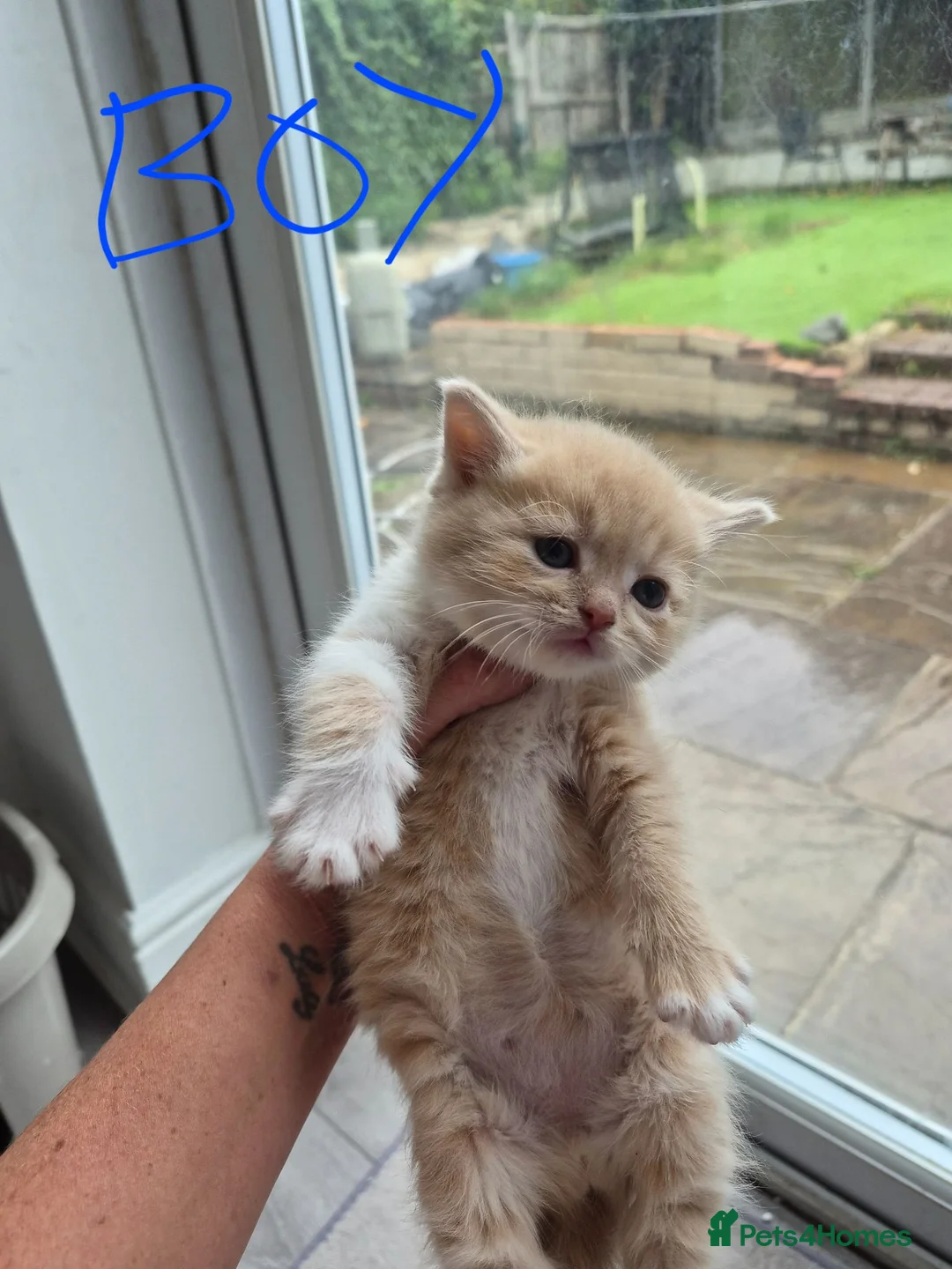 Exotic cats for sale: My Betty has a beautiful litter of kittens  - Advert 15