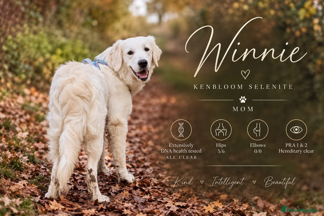 Golden Retriever dogs for sale: KC Champion line puppies from DNA tested parents  - Advert 2