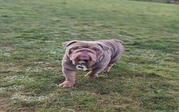English Bulldog dogs for stud: Beautiful lilac and tan british bulldog for stud  in Norwich - Image 1