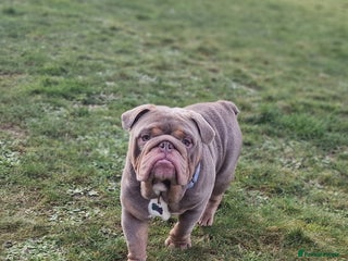 English Bulldog dogs in Norwich - Advert 3