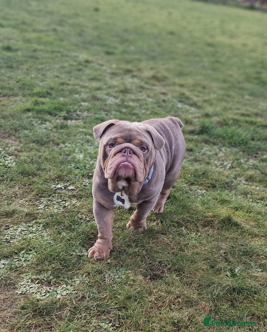 English Bulldog dogs for stud: Beautiful lilac and tan british bulldog for stud  in Norwich - Advert 4