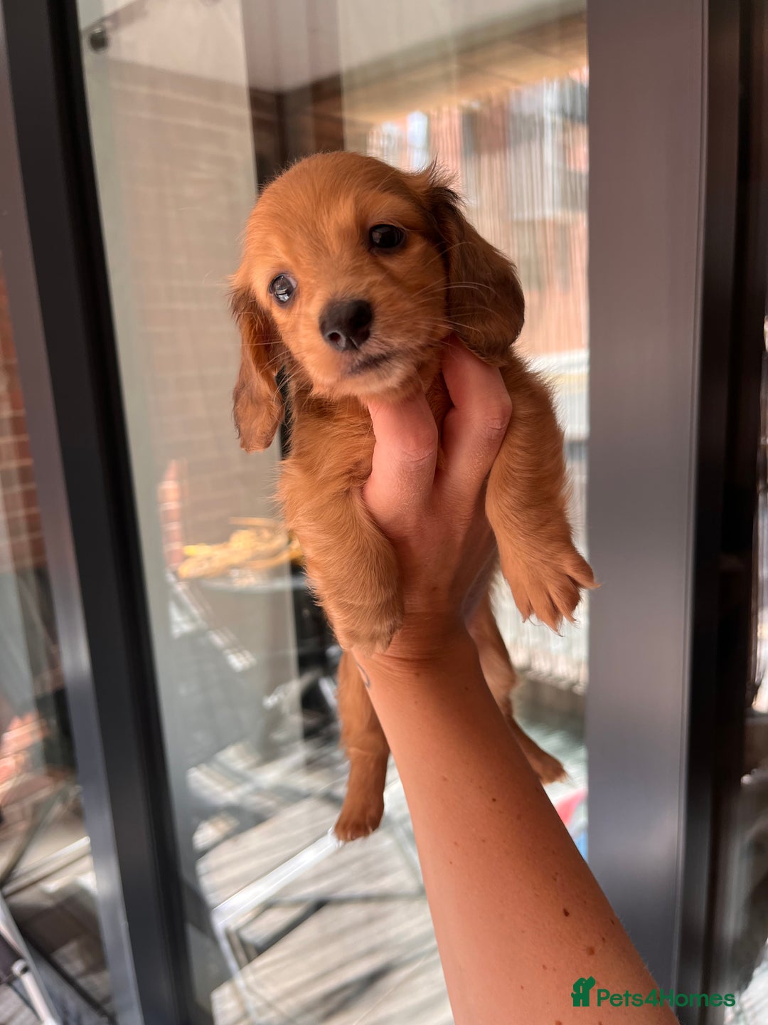 Dachshund dogs for sale: Fluffy Dachshund puppy  - Image 3