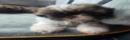 Shih Tzu dogs for sale: Boy shihtzu  in Wakefield - Advert 19