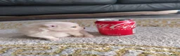 Pomeranian dogs for sale: Miss Helen  in Nottingham - Advert 15