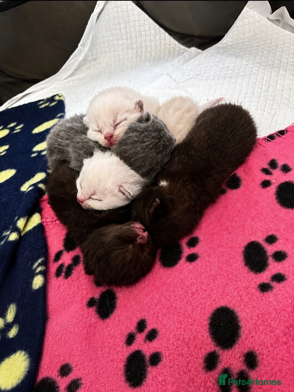 British Shorthair cats Beautiful bsh kittens  - Advert 5