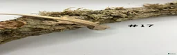 Gecko reptiles for sale: NEW Adult + Juvenile Crested Geckos + Lilly Whites - Advert 34