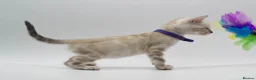 Bengal cats for sale: TICA Registered Brown & Snow Lynx Bengal Kittens - Advert 31